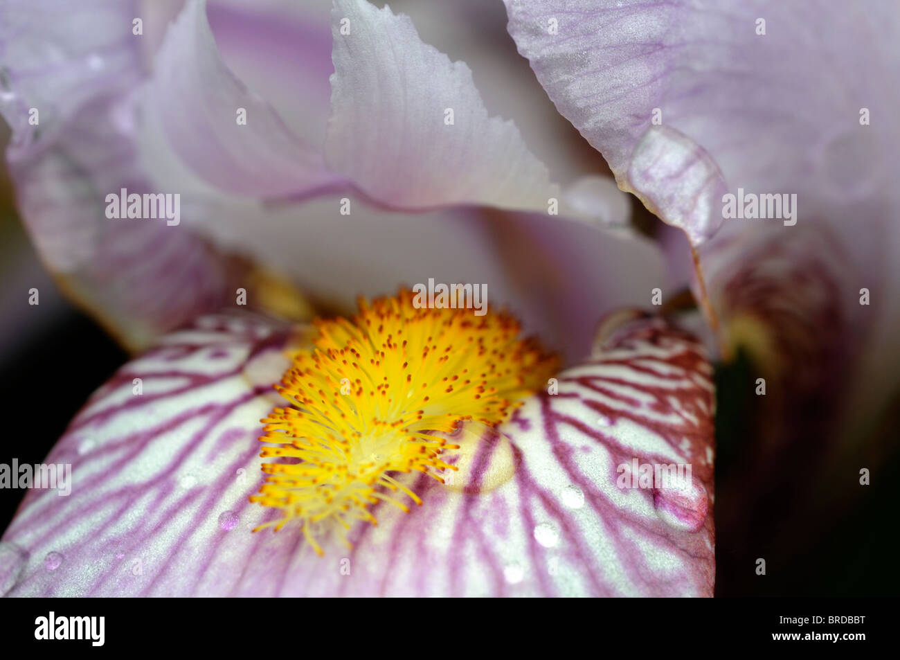 hohen Bartiris Nahaufnahme Makro Detail Büschel Haare wie Adern Stockfoto