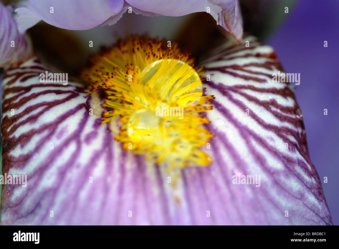 hohen Bartiris Nahaufnahme Makro Detail Büschel Haare wie Adern Stockfoto