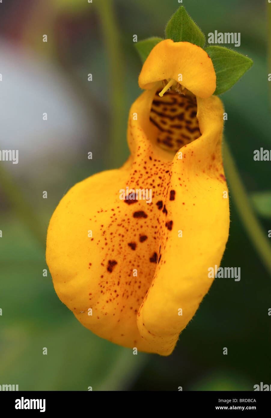 Calceolaria John Innes Slipper Blume Slipperworts Ladie Geldbörsen Geldbeutel Blumen jährliche Ballon wie Blume Orange gelb Stockfoto