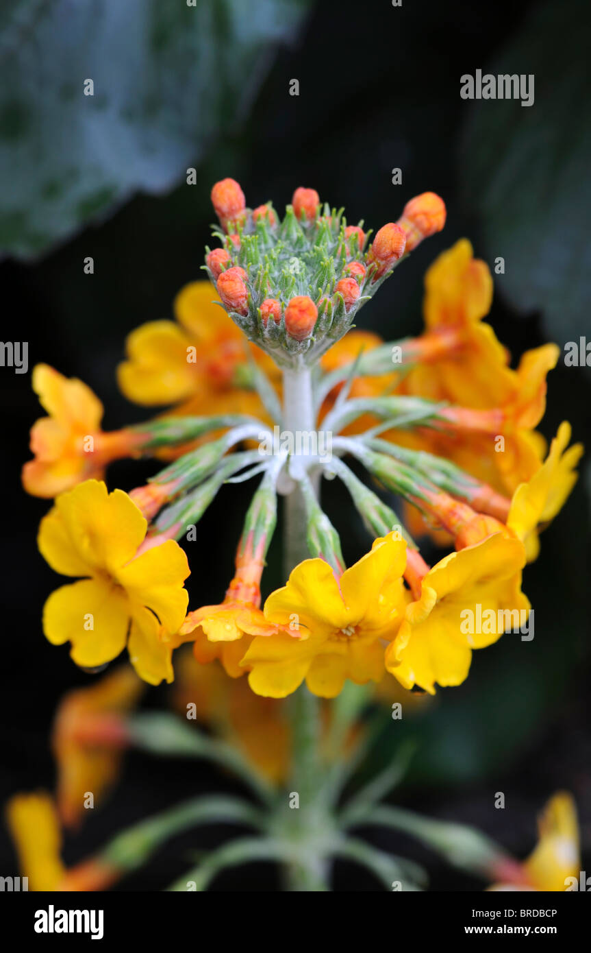 Primula Bulleyana gelb orange Kandelaber Trommelstock Variante Arten hautnah sp Primel Stockfoto