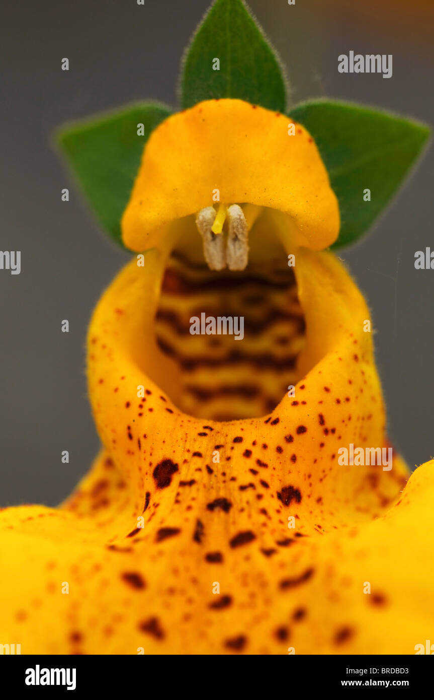 Calceolaria John Innes Slipper Blume Slipperworts Ladie Geldbörsen Geldbeutel Blumen jährliche Ballon wie Blume Orange gelb Stockfoto