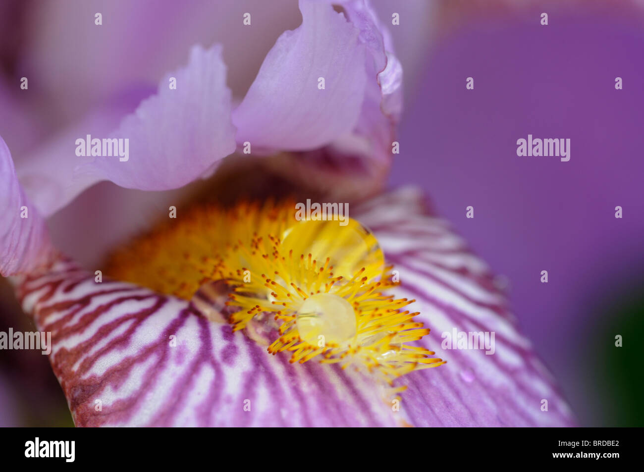 hohen Bartiris Nahaufnahme Makro Detail Büschel Haare wie Adern Stockfoto