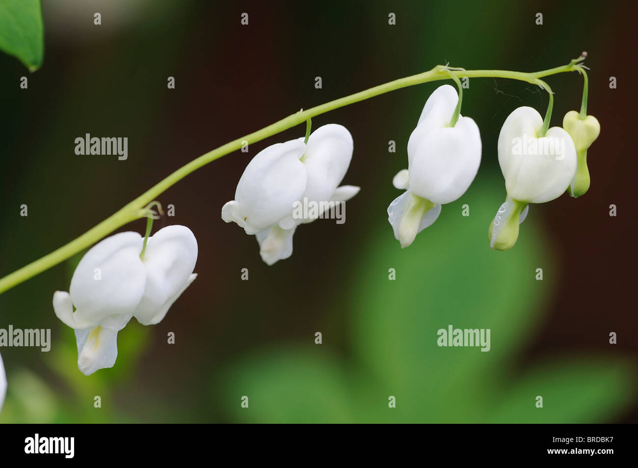 Lamprocapnos weißes Tränendes Herz Dicentra Spectabilis Alba Blüte Schatten Wald Herz Form geformte Blumen Frühlingsblume Stockfoto