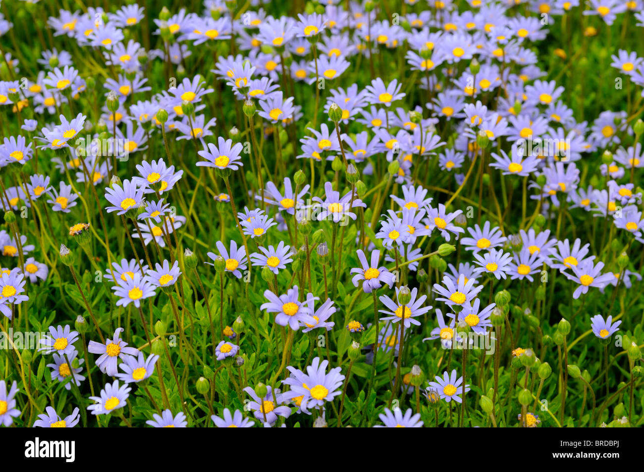 Felicia Amelloides blau Felicia Busch strauchige Marguerite Daisy Busch