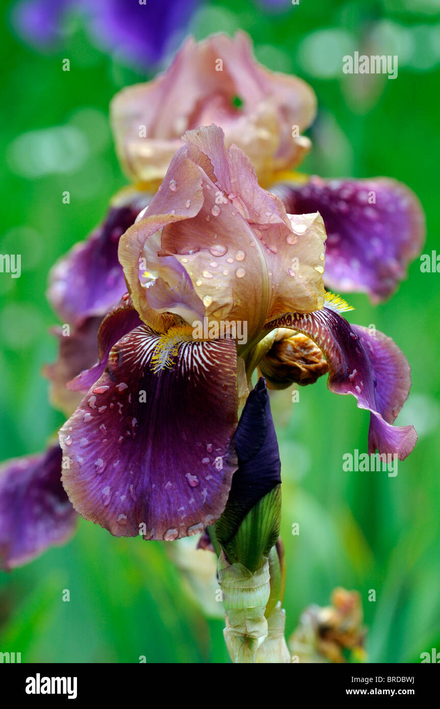 Iris-Krieg und Frieden Bartiris Germanica deutsche Iris Seerosengewächse Rost lila Farbe Farbe Blüte Blume Blüte Stockfoto