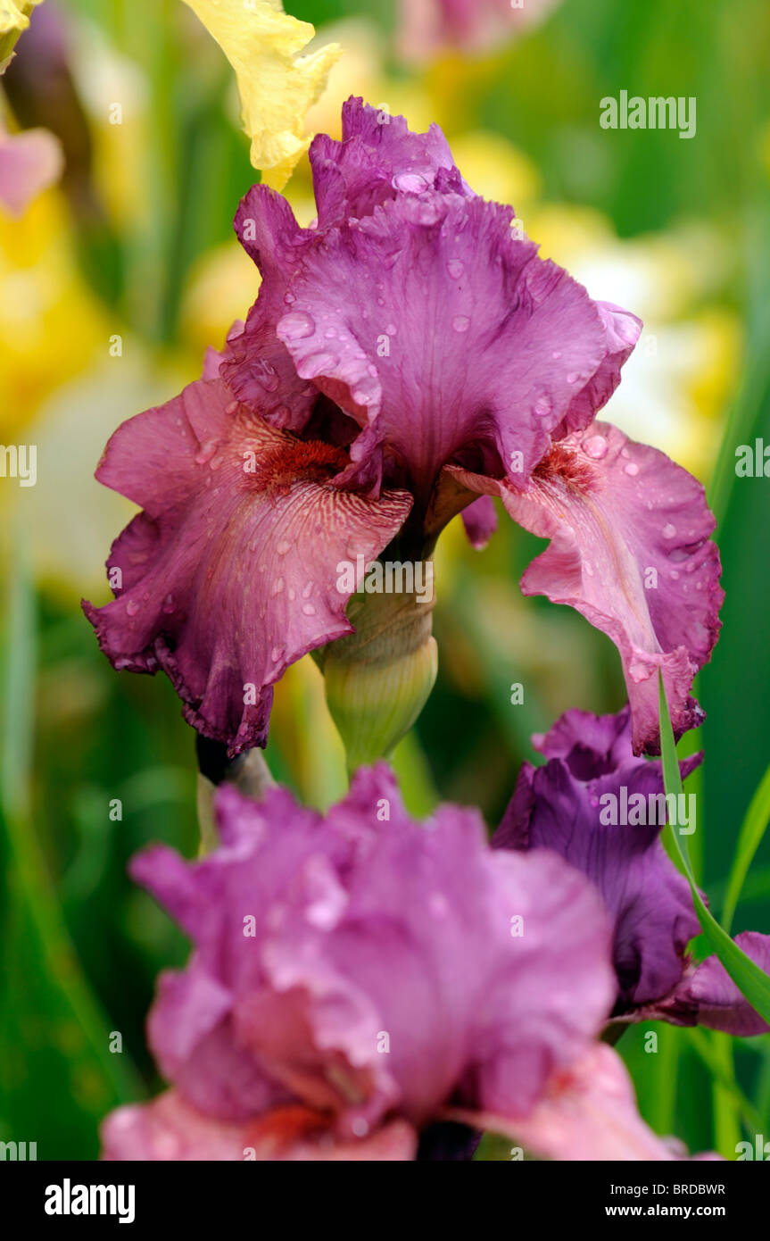 Iris Ambroisie Bartiris Germanica deutsche Iris Seerosengewächse Rose lila Farbe Farbe Blüte Blume Blüte Rose lila Magenta Stockfoto