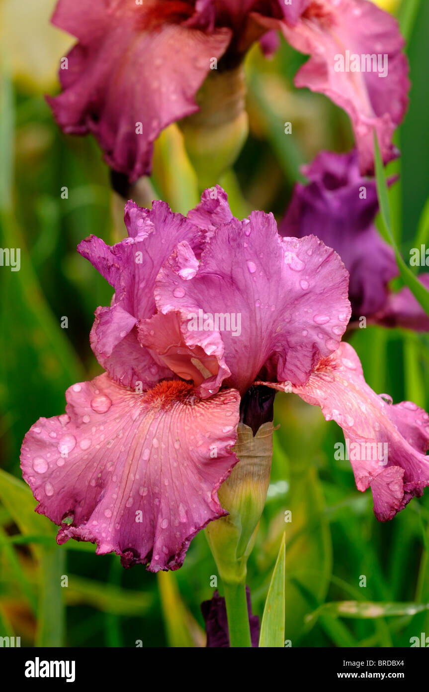 Iris Ambroisie Bartiris Germanica deutsche Iris Seerosengewächse Rose lila Farbe Farbe Blüte Blume Blüte Rose lila Magenta Stockfoto