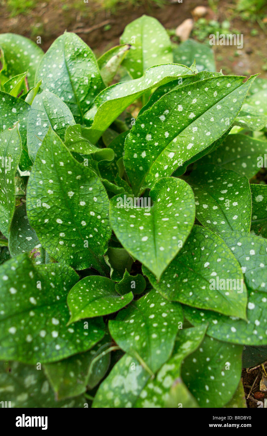 Die silber getupft Laub der Lungenkraut (Pulmonaria officinalis) Pflanze im Spätsommer, Großbritannien Stockfoto