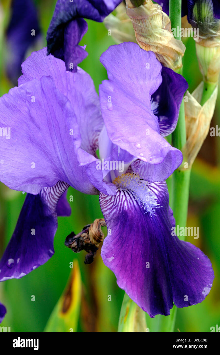 Iris-Spektakel Bartiris Germanica deutsche Iris Seerosengewächse blass blauen Farbe Farbe Blüte Blume Blüte Stockfoto