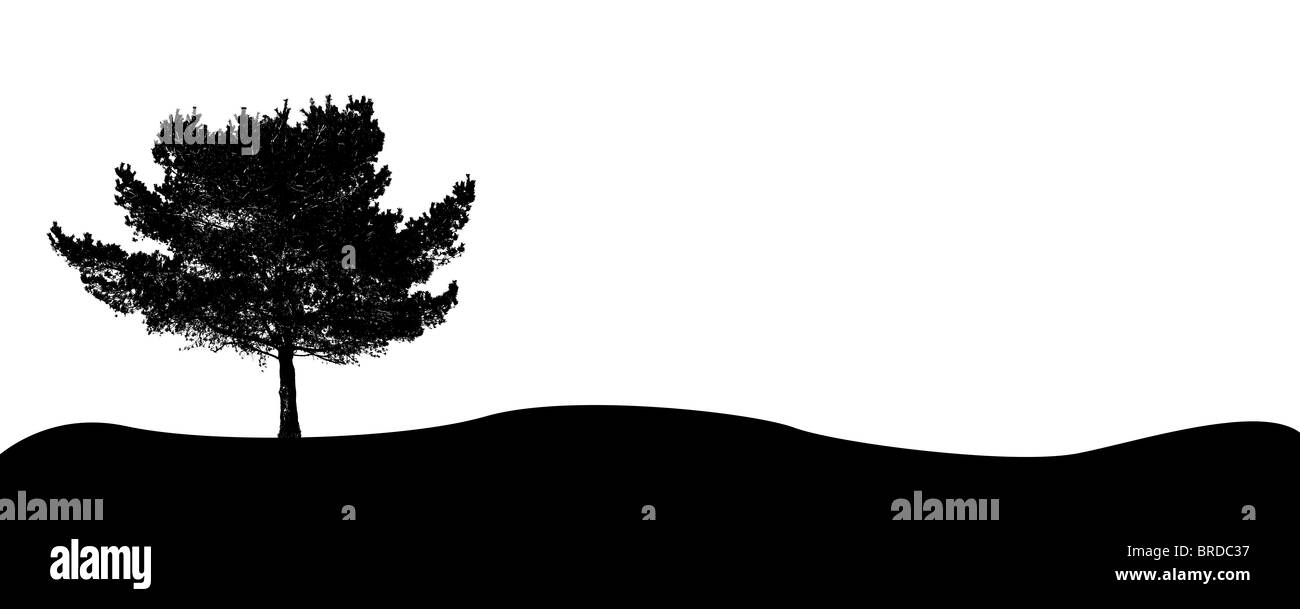 Ein einzelner Baum. Alle isoliert auf weißem Hintergrund. Stockfoto