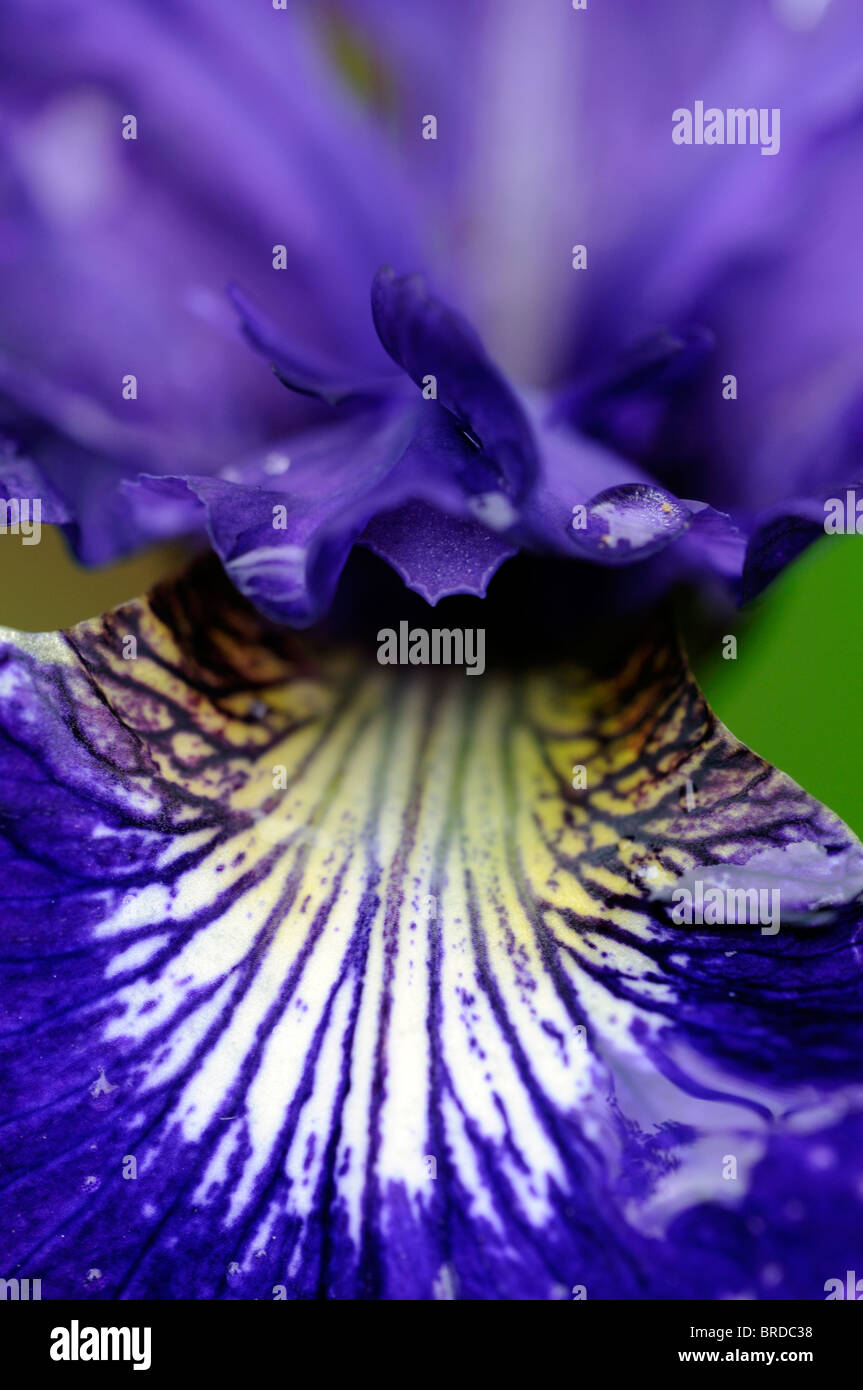 Iris Sibirica Perrys sibirische blaue Farbe Blüte Blume Blüte Stockfoto