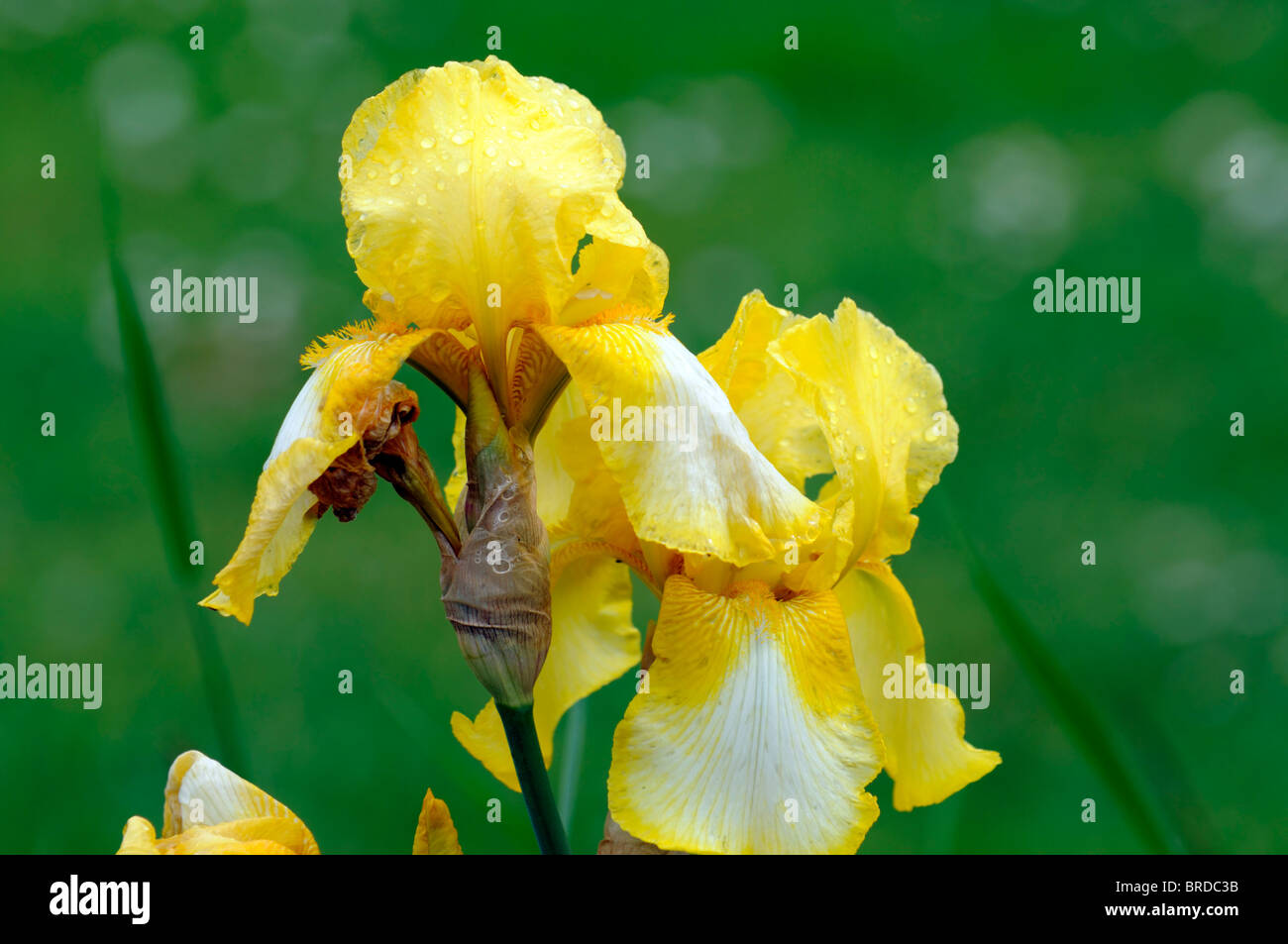 Iris Lemon drop Bartiris Germanica deutsche Iris Seerosengewächse zitronengelbe Farbe Farbe Blüte Blume Blüte Stockfoto