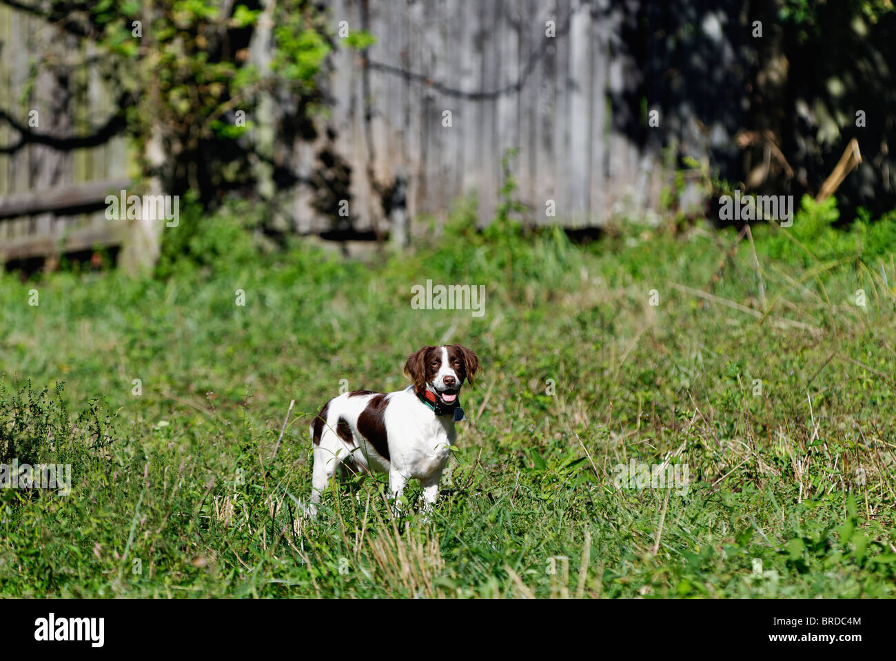 Bretagne steht im Bereich vor der alten Scheune in Harrison County, Indiana Stockfoto