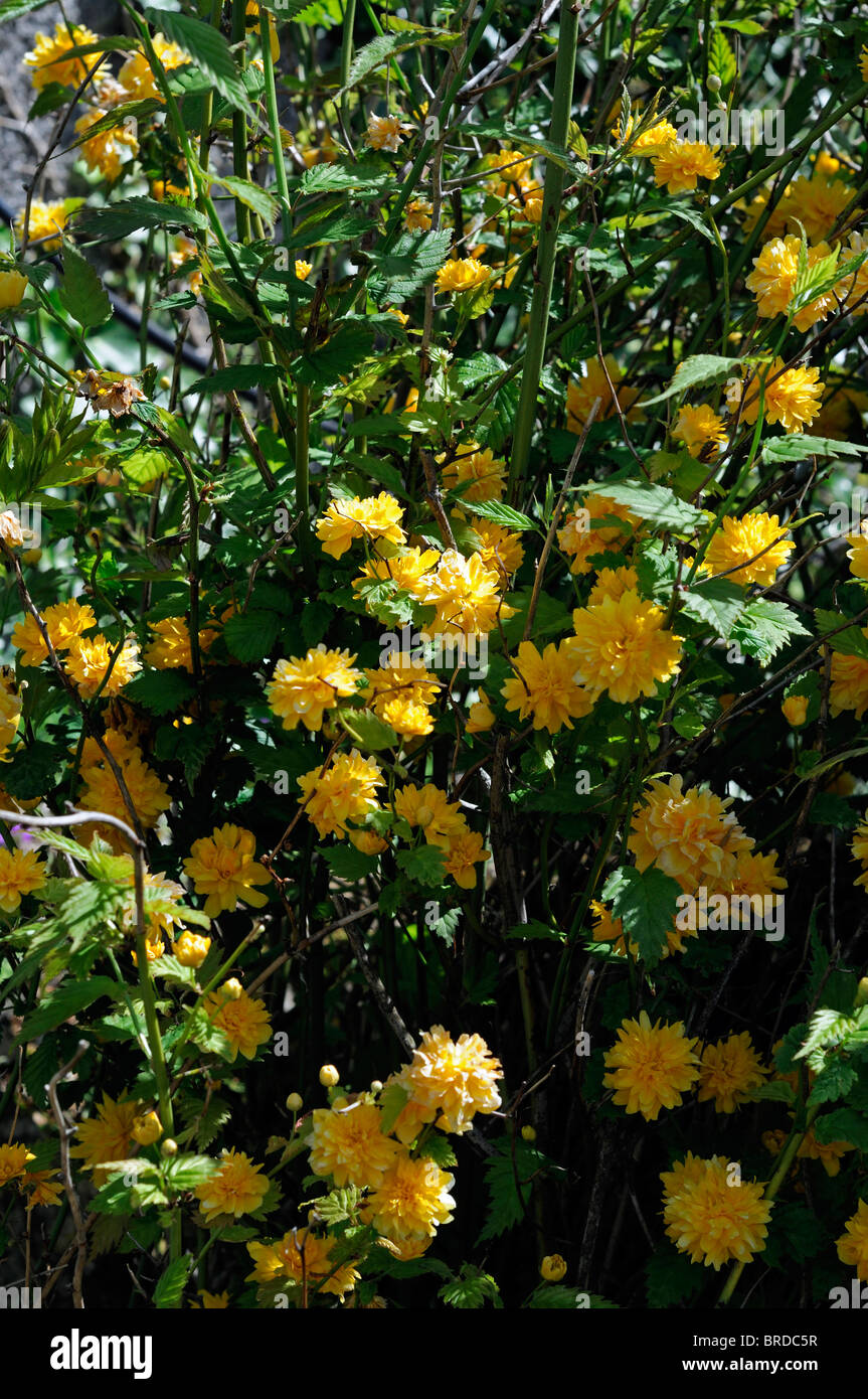 Kerria Japonica Pleniflora gelb gold golden Sunshine Blume Blüte Farbe floral Jude Malve kräftiges Laub Frühling Strauch Stockfoto