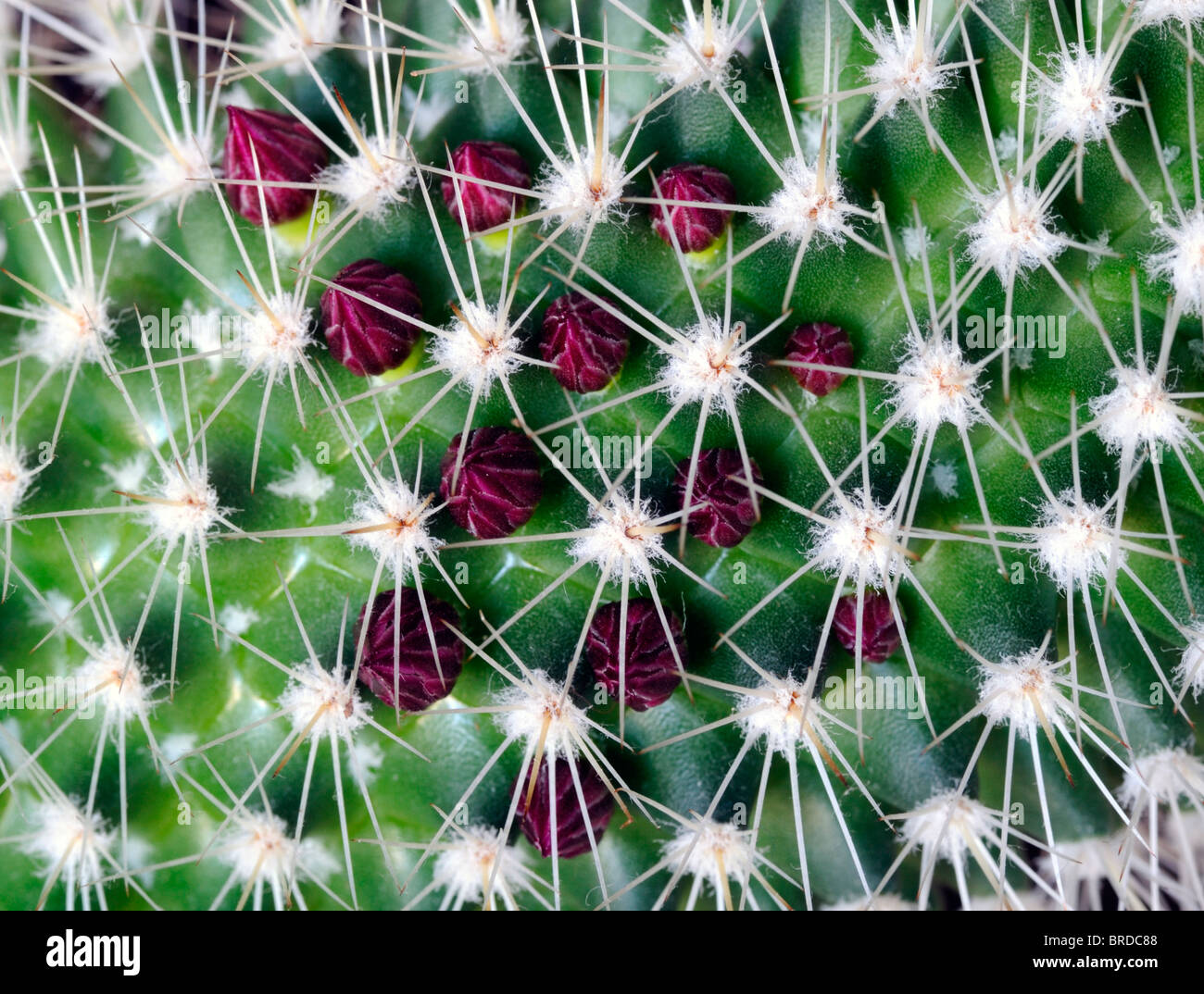Nadelkissen Kaktus Mammillaria Arten Var sp Ring beringt kleine zarte rosa Blume Blüte Blüte Blumen Stockfoto