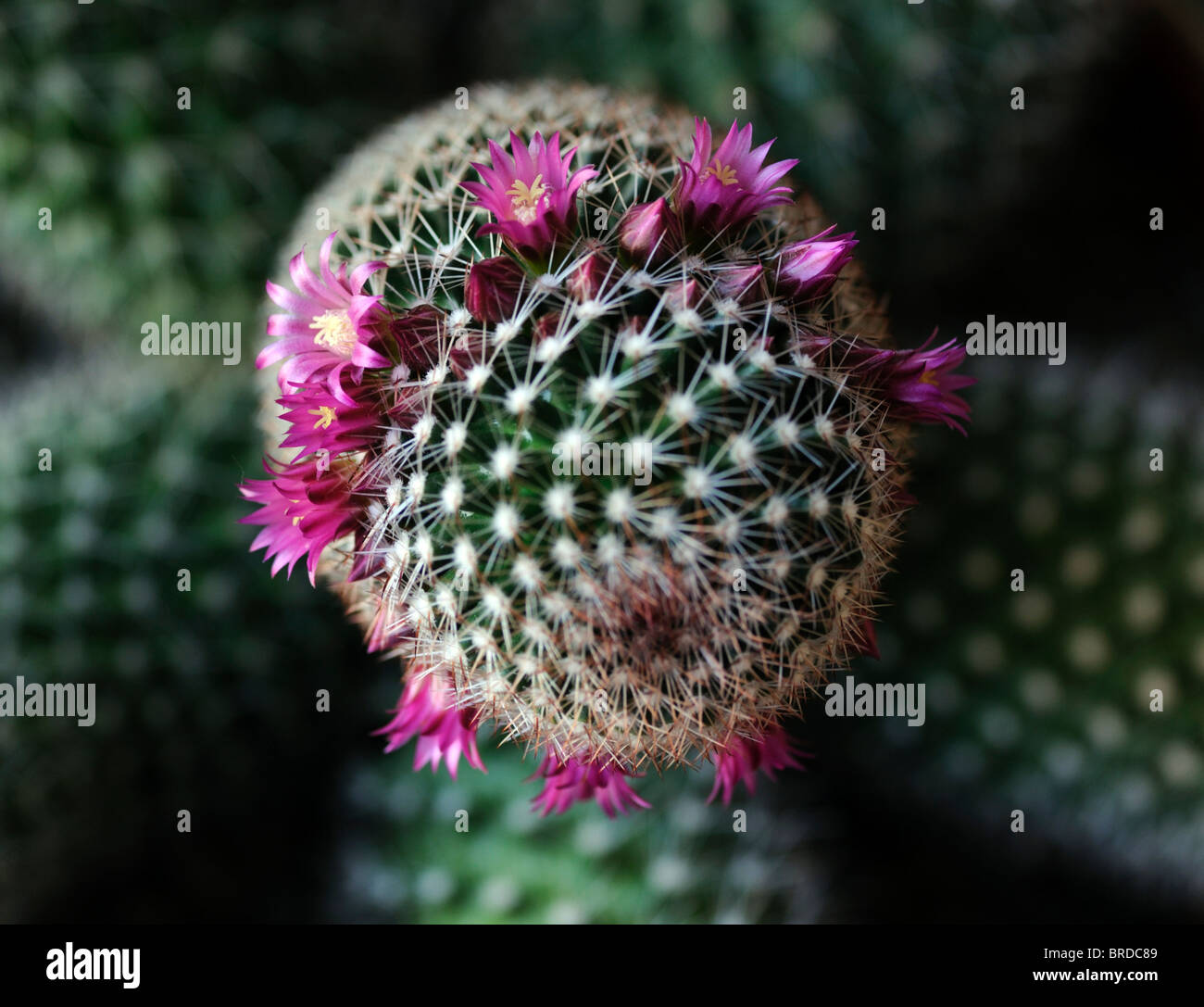 Nadelkissen Kaktus Mammillaria Arten Var sp Ring beringt kleine zarte rosa  Blume Blte Blte Blumen Stockfotografie - Alamy