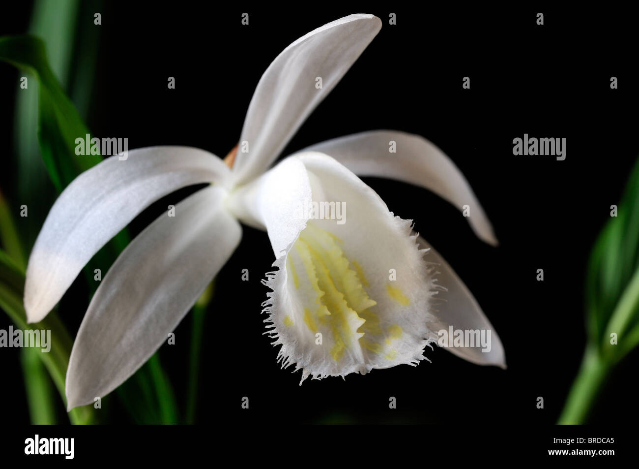 Pleione Formosana Snowcap weißer Fensterbank Orchidee Blume Pflanze festlegen Kontrast gegenüber schwarzen Hintergrund Stockfoto