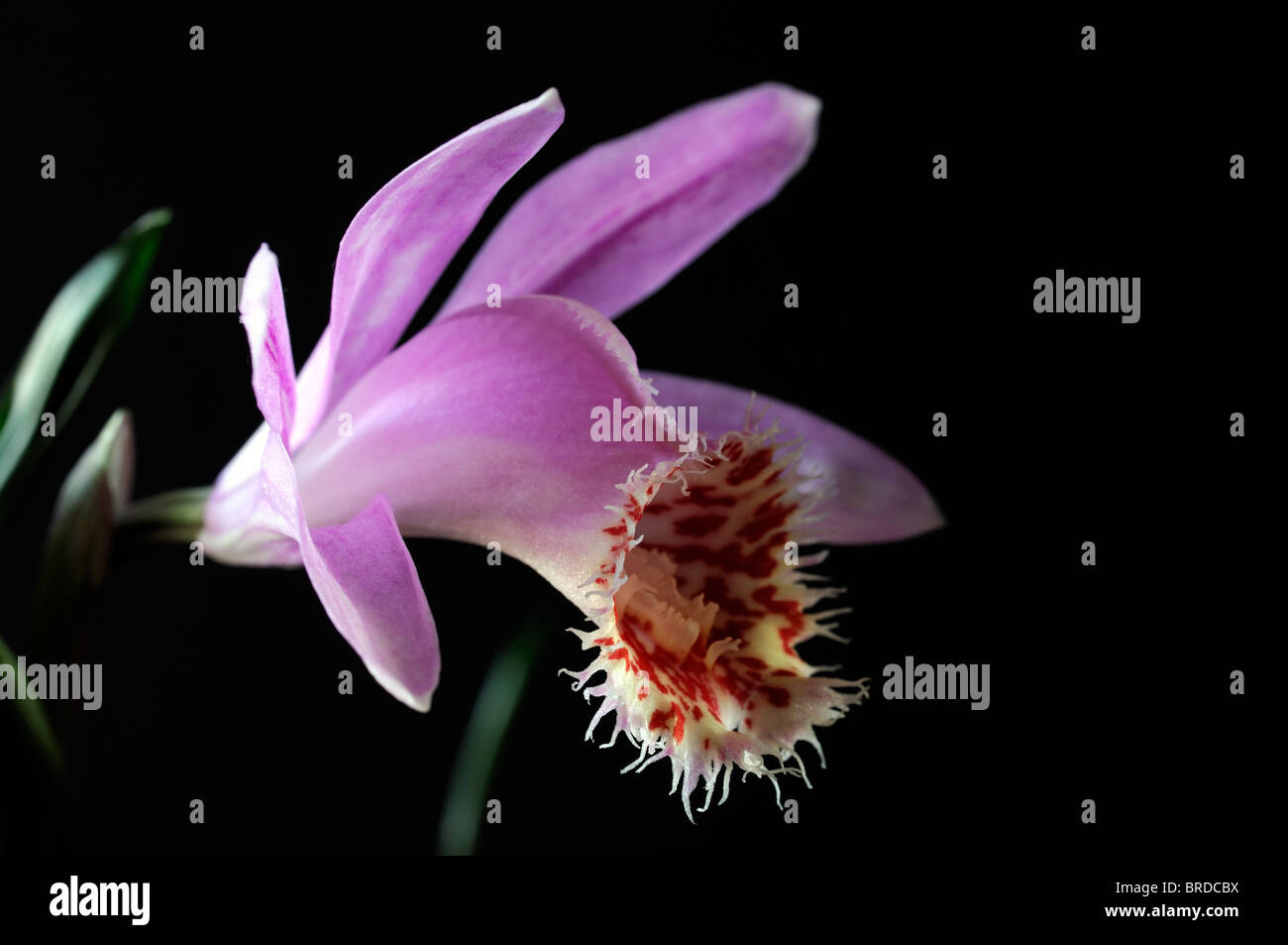 Pleione Vesuv Fensterbank Orchidee Blume Pflanze rosa lila Set Kontrast kontrastierenden schwarzen Hintergrund Stockfoto