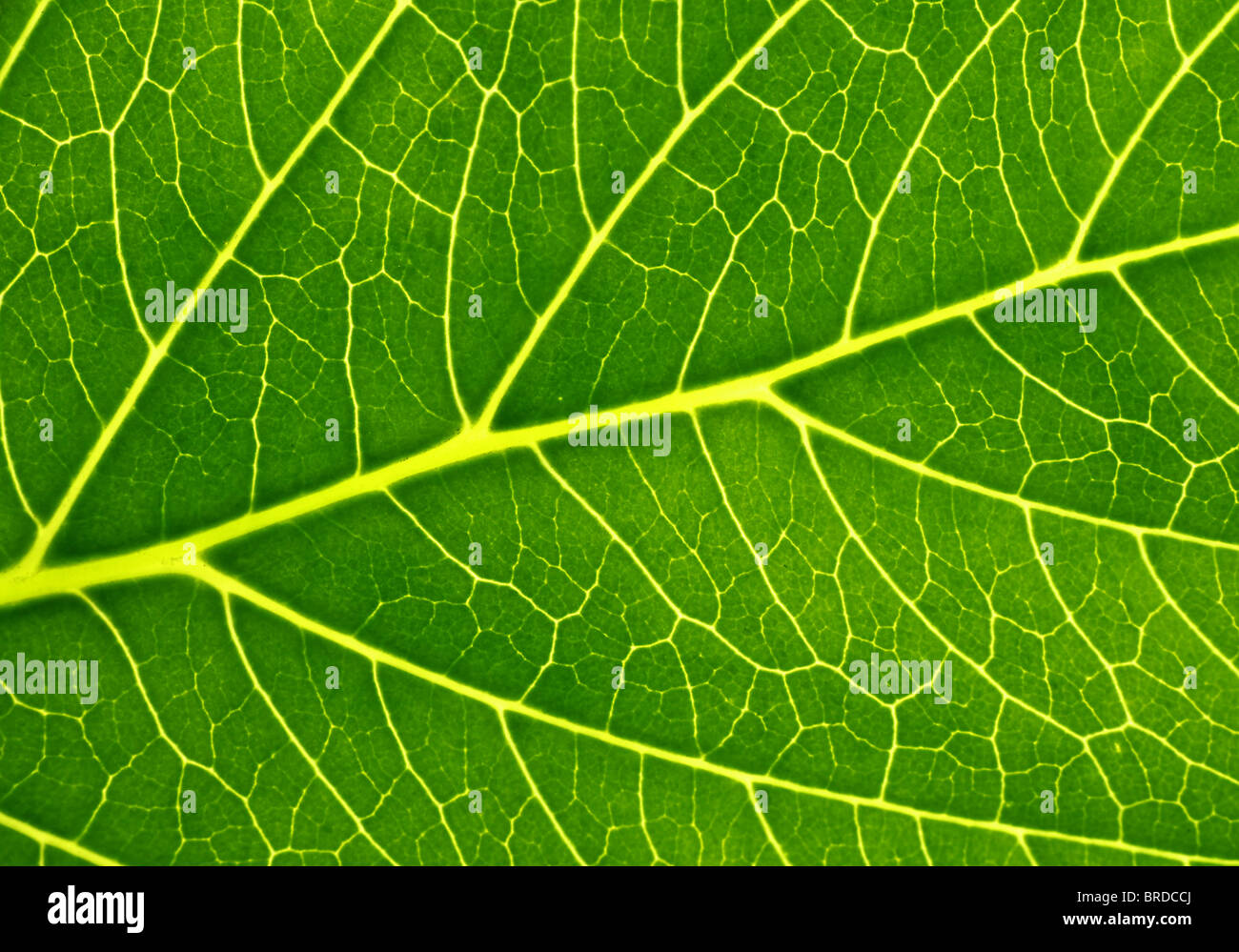 Detail-Bild von einem feinen grünen Blatt. Nützlich als Hintergrund. Stockfoto
