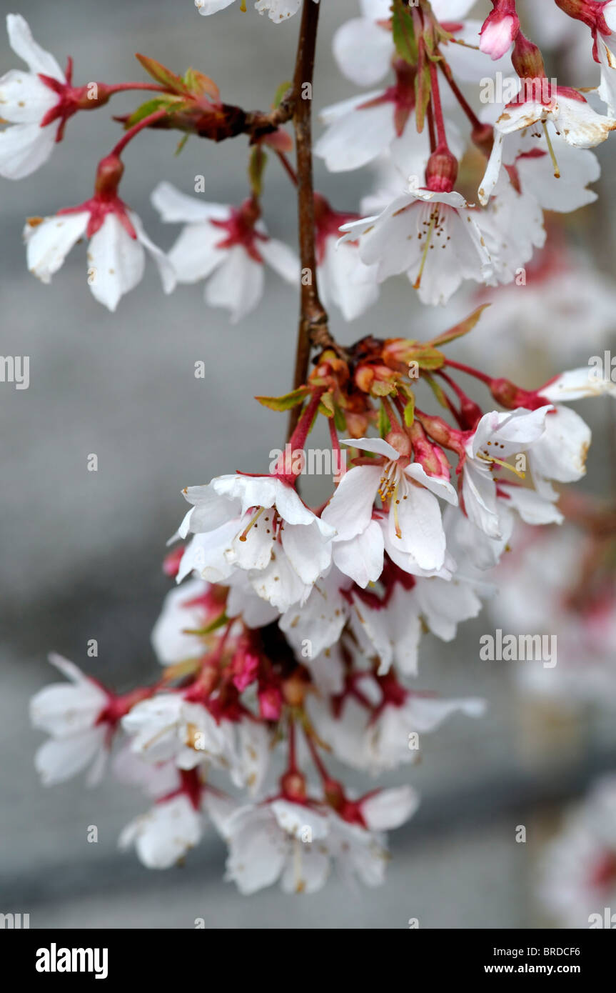 Prunus Subhirtella Var Pendel Rosea Frühling Cherry Higan Kirsche Rosebud Kirsche weiße Blume Blüte Blüte Frühling Stockfoto