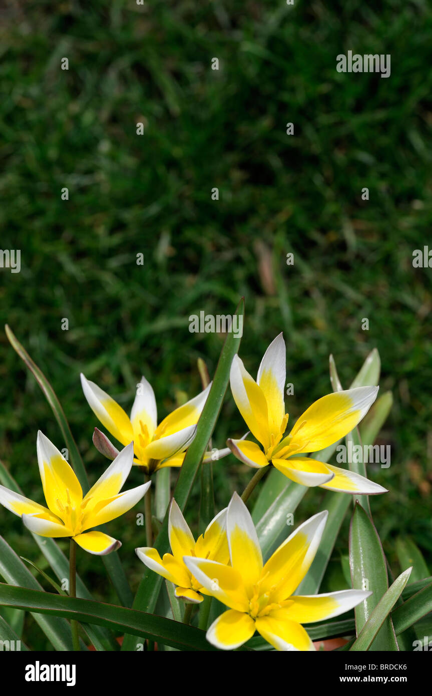 Tulipa Tarda Dasystemon Tulpe Arten Gelbe Zitrone Creme farbigen farbigen Farbe Farbe Blume Blüte Blüte Zwerg Klumpen bilden Stockfoto