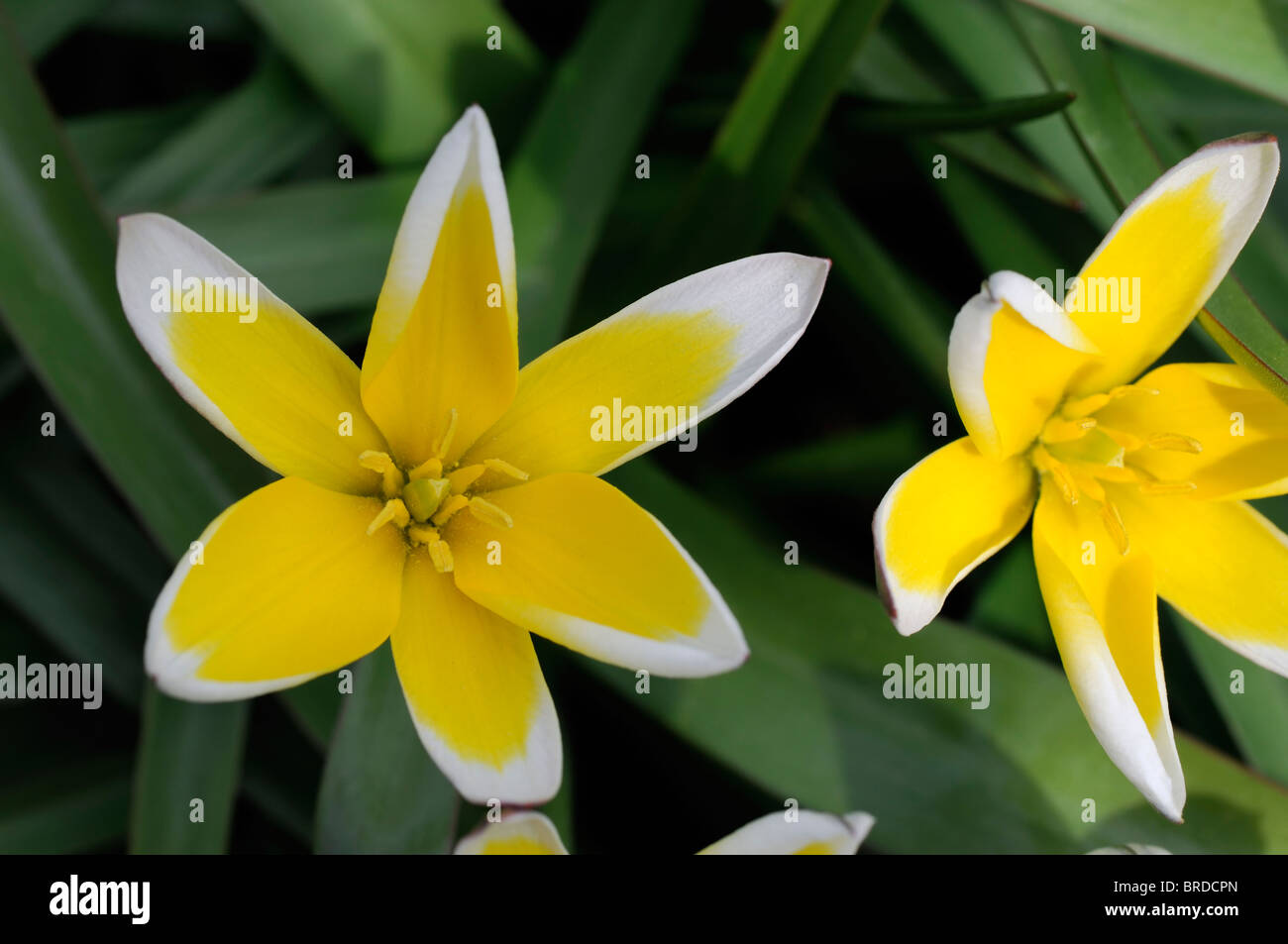 Tulipa Tarda Dasystemon Tulpe Arten Gelbe Zitrone Creme farbigen farbigen Farbe Farbe Blume Blüte Blüte Zwerg Klumpen bilden Stockfoto