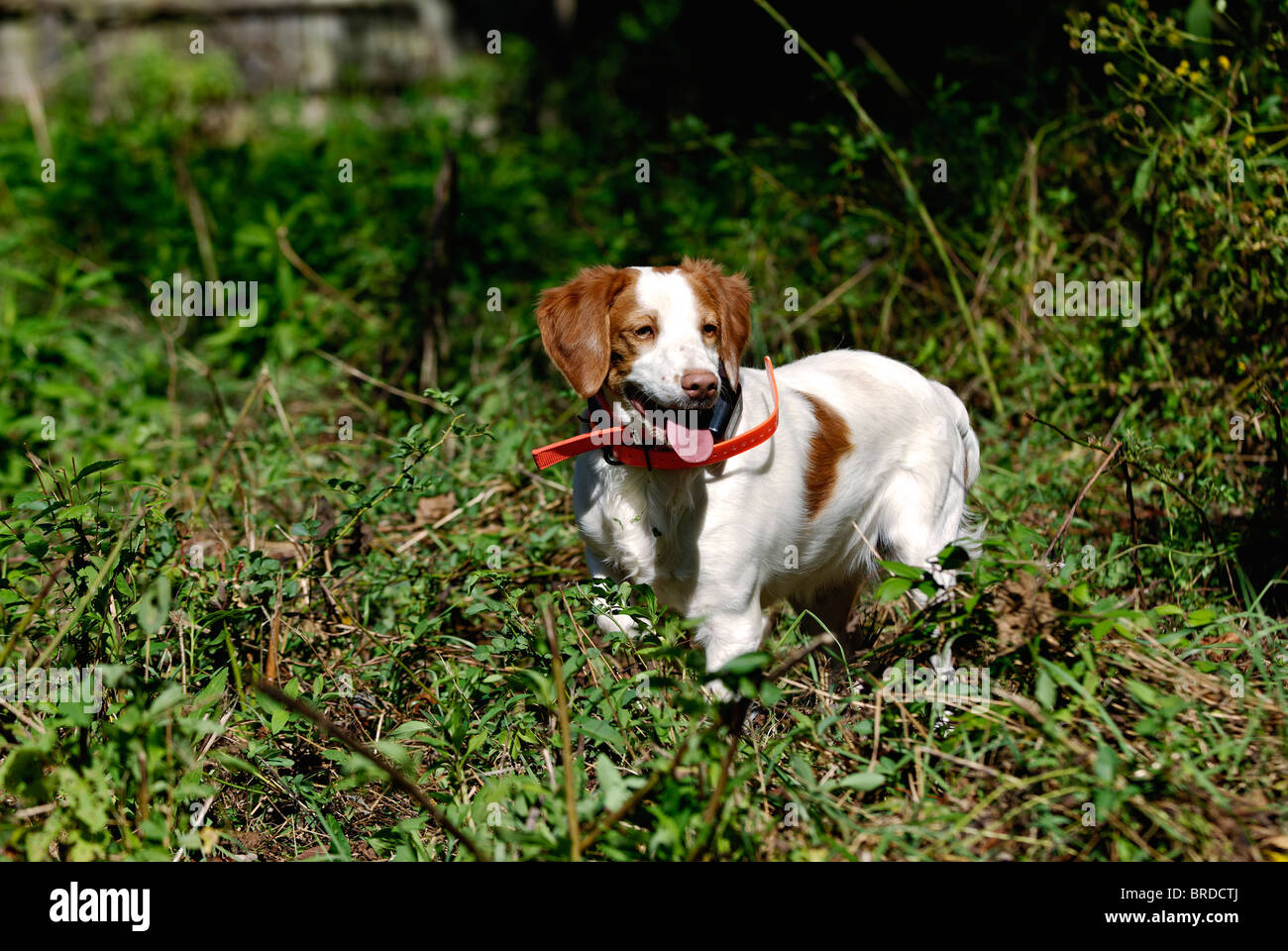 Bretagne im Feld im Harrison County, Indiana Stockfoto