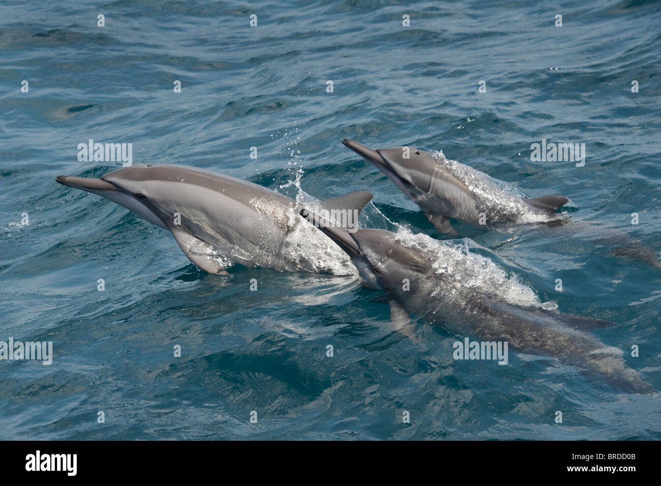 Hawaii/Grays Spinner-Delfine, Stenella Longirostris, Porpoising, Malediven, Indischer Ozean. Stockfoto