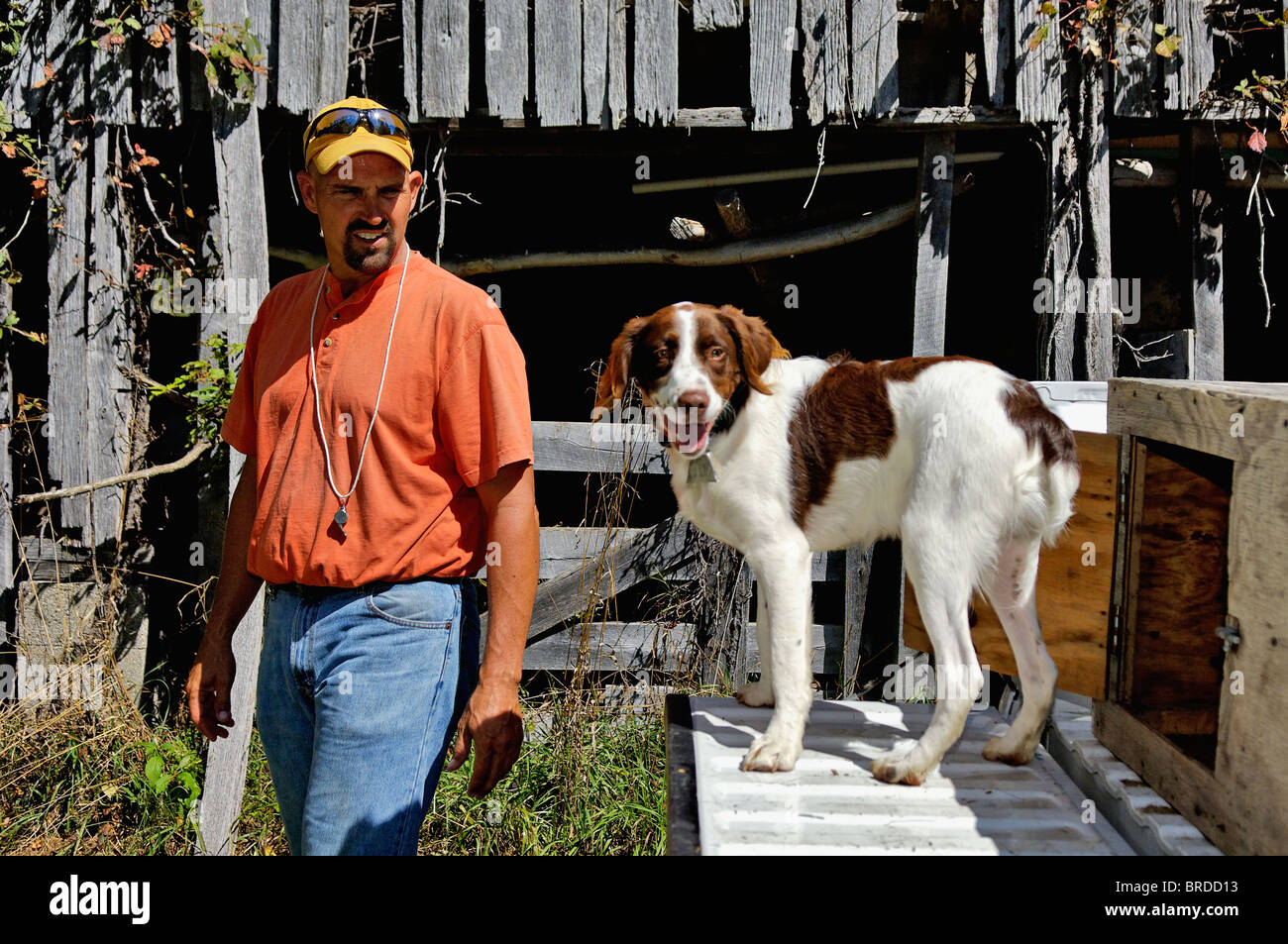 Dog Trainer mit Brittany an Heckklappe LKW vor alten Scheune im Harrison County, Indiana Stockfoto