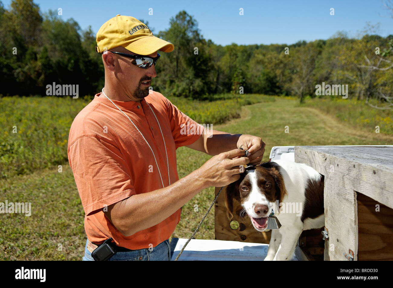 Dog Trainer arbeiten mit Brittany an Heckklappe des LKW im Harrison