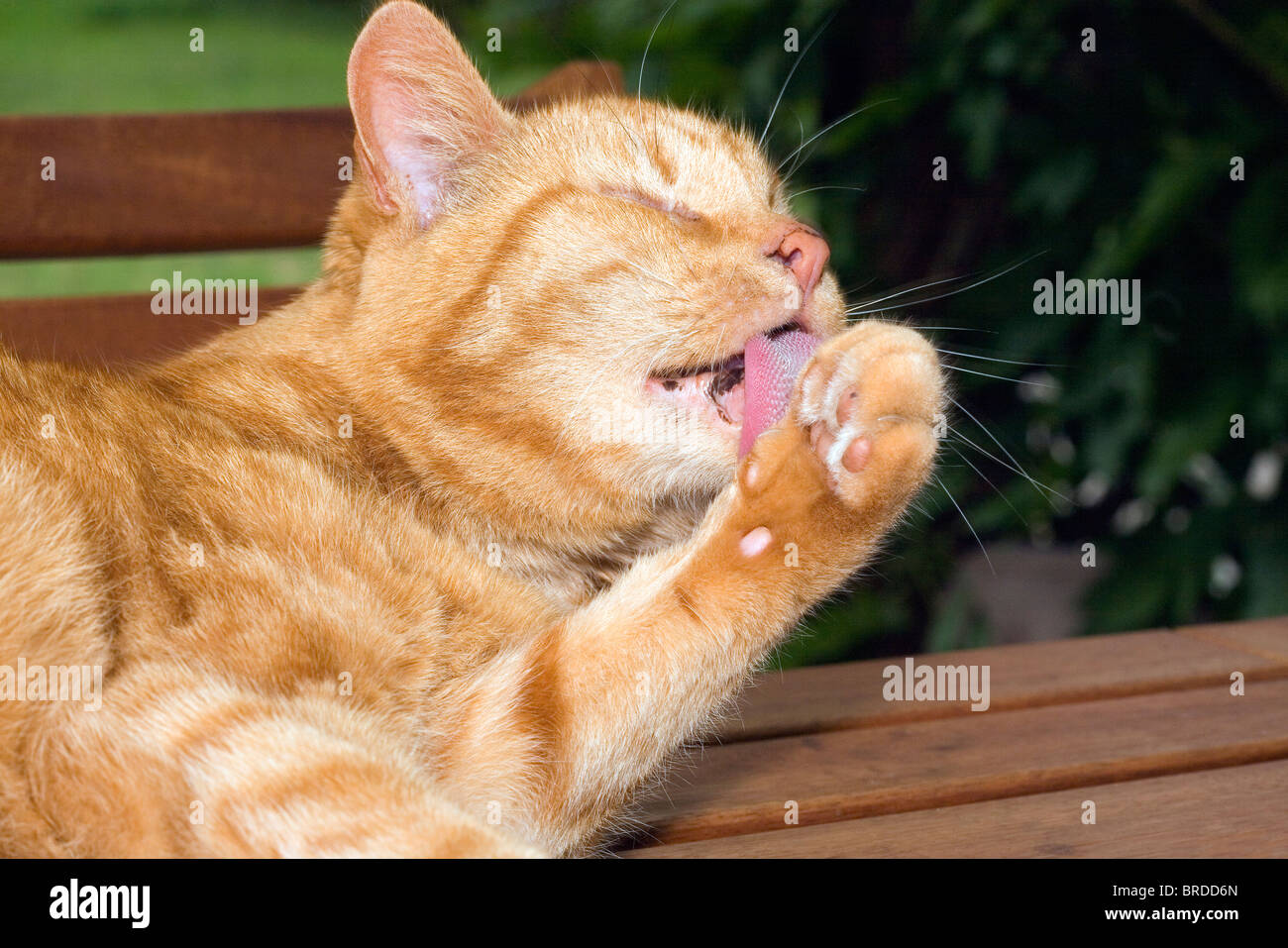 Katze waschen Stockfoto