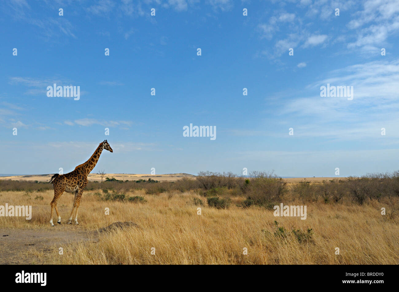 Masai Giraffe in seinem Lebensraum in Masai Mara, Kenia, Afrika Stockfoto