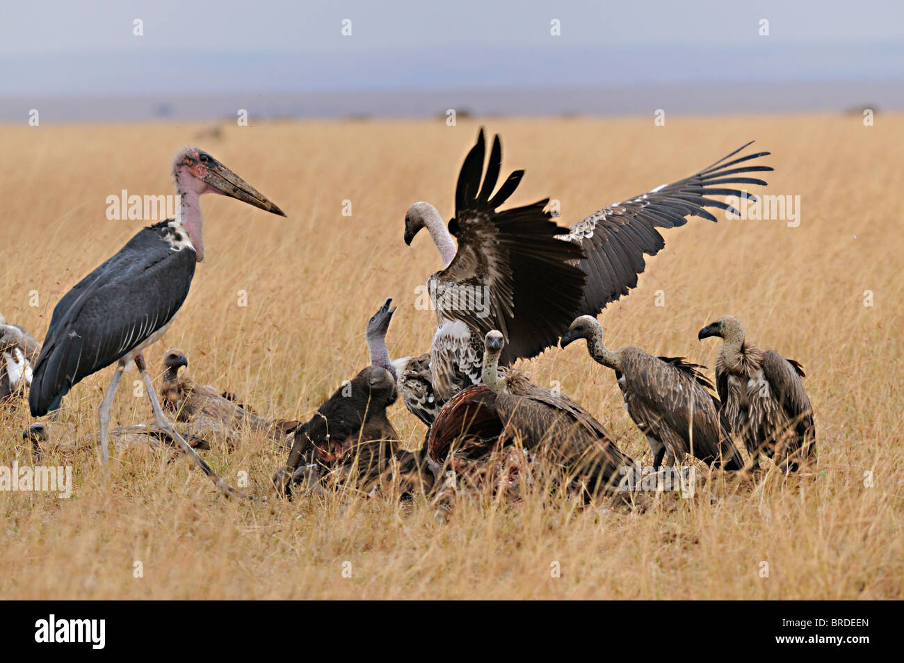 Marabou Storch und Geier kämpfen an einem verlassenen Kadaver im Grasland der Masai Mara in Kenia, Afrika Stockfoto