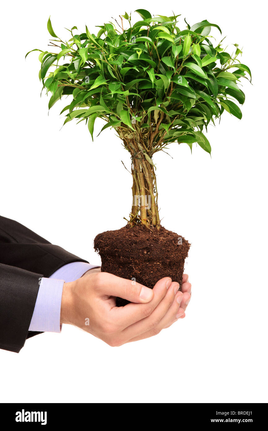 Eine Hand hält eine Pflanze Ficus Benjamin (Ficus Benjamina Natasja  Stockfotografie - Alamy