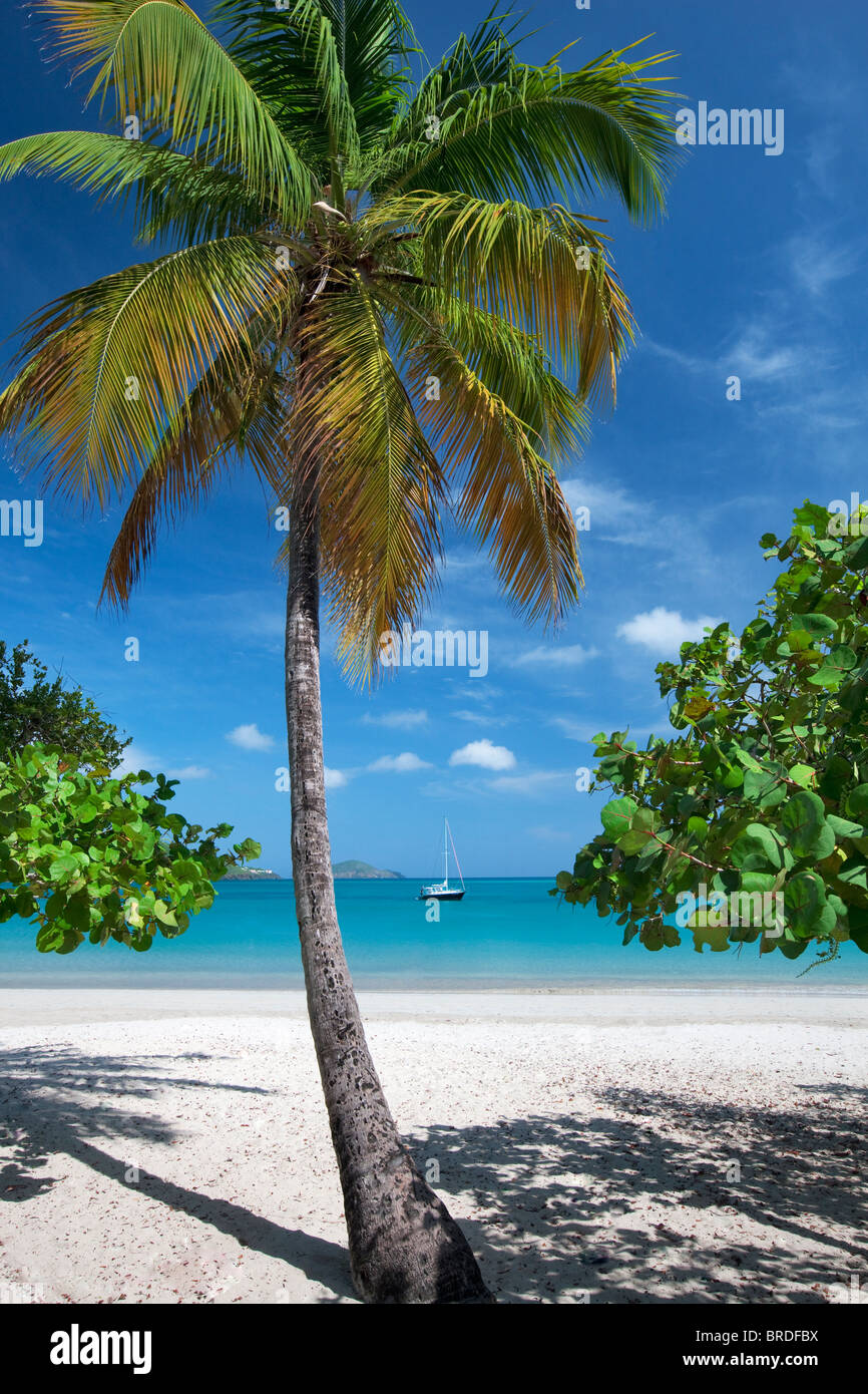Strand von Megans Bay mit Boot und Palm-Baum. St. Thomas. Jungferninseln (US). Stockfoto