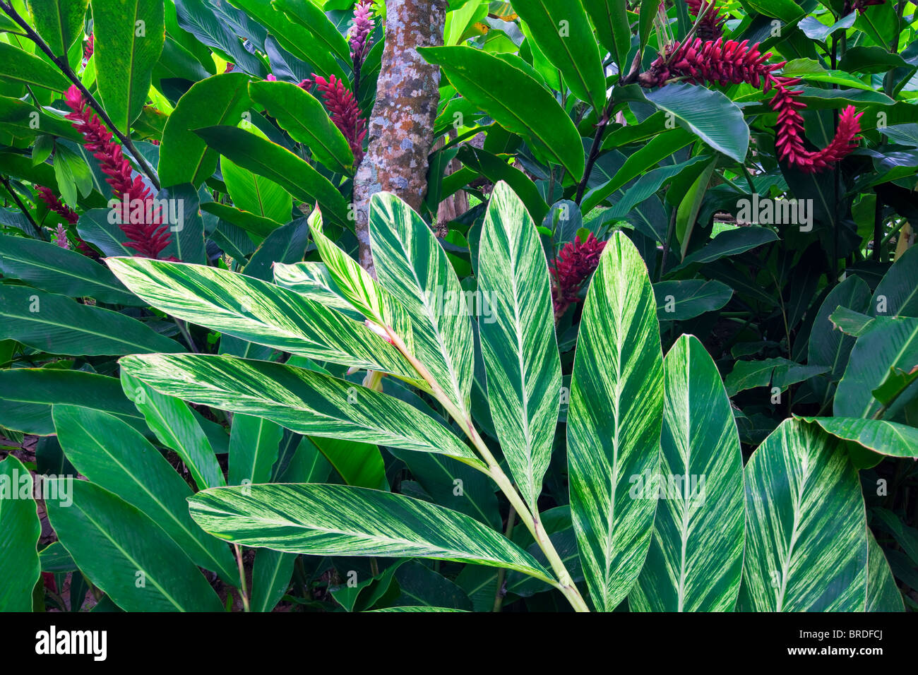 Roter Ingwer Blumen und tropischen Pflanzen St. Peter Great House und Botanical Gardens. St. Thomas. Jungferninseln (US). Stockfoto