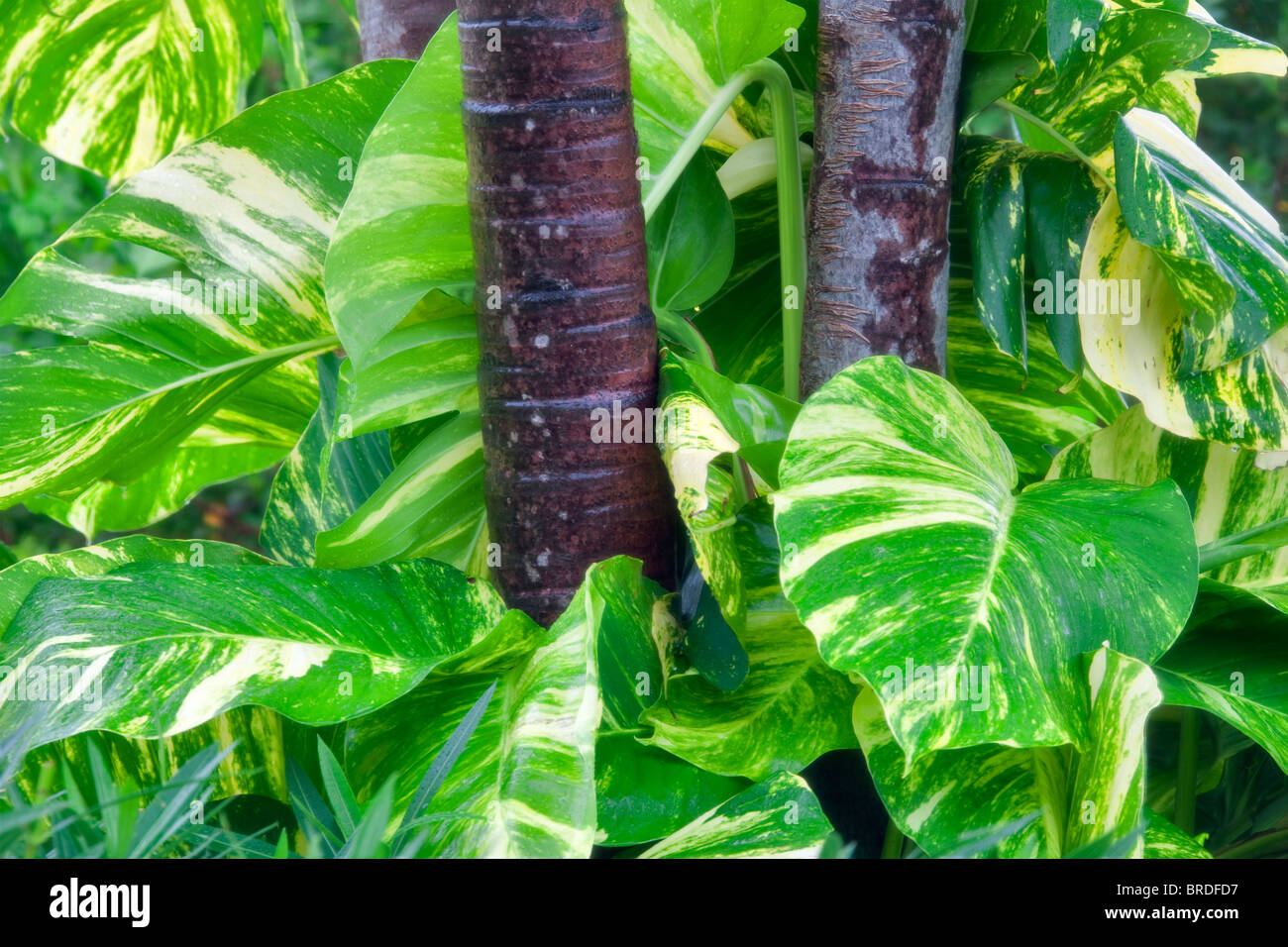 Pothos Ranke. (Efeutute Pinatum). St. Thomas. Jungferninseln (US). Stockfoto