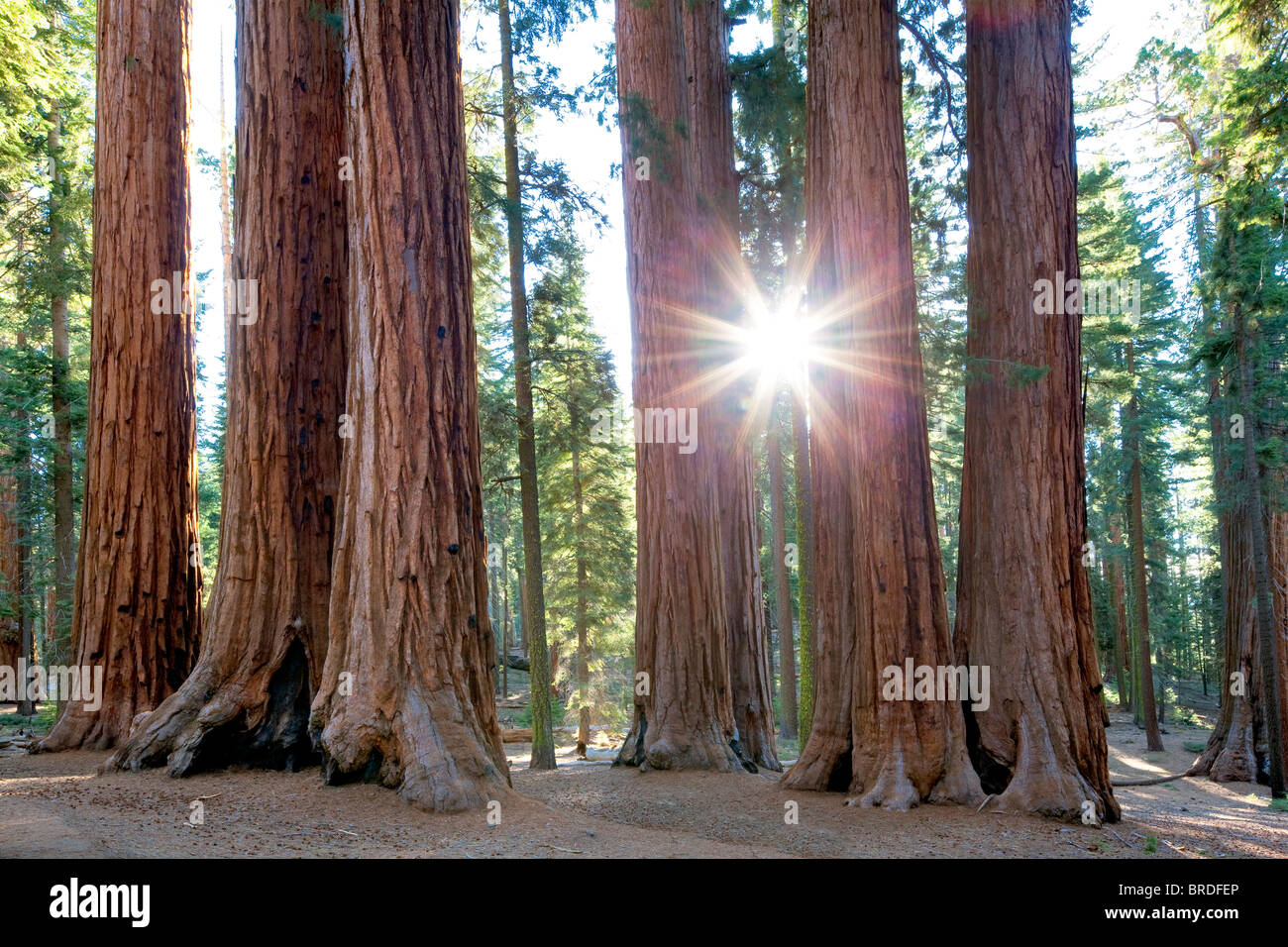 Sunburst durch Riesenmammutbaum (Sequoiadendron Giganteum) Sequoia Nationalpark, Kalifornien Stockfoto