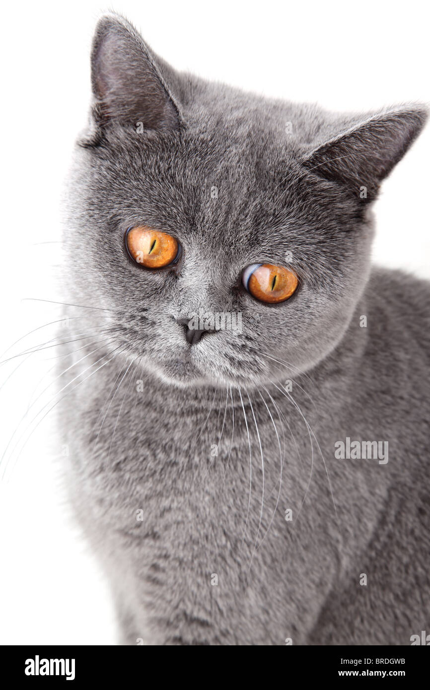 britische Katze auf weißem Hintergrund isoliert grau hautnah Stockfoto