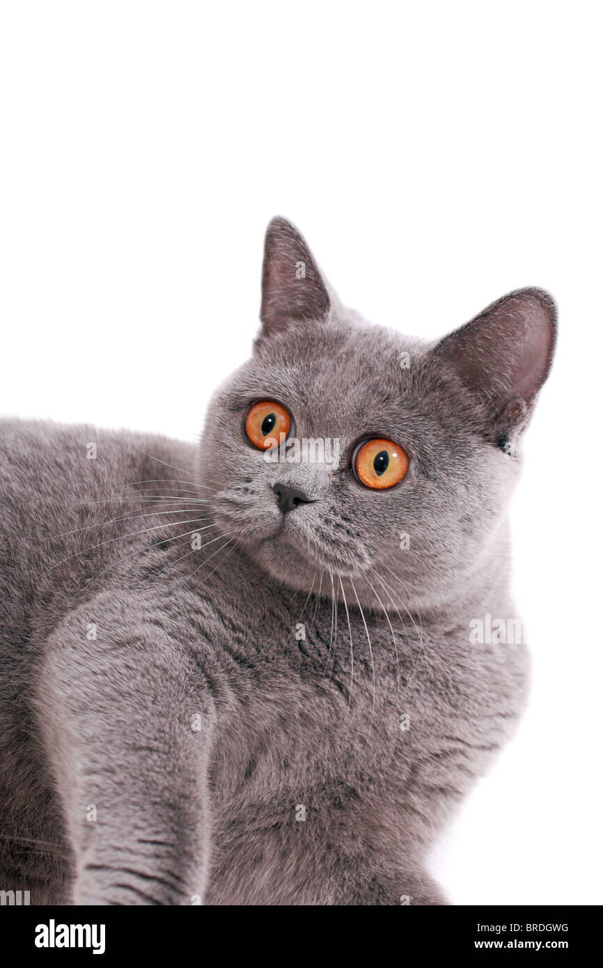 wunderschöne britische Katze mit gelben Augen, die isoliert auf weißem Hintergrund Stockfoto