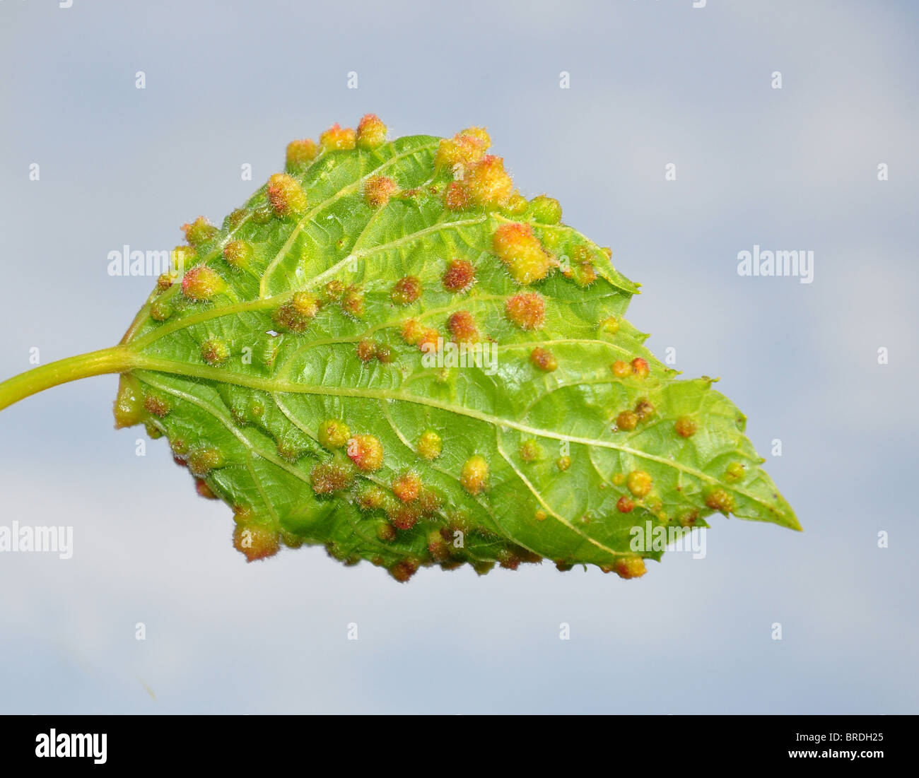 Gallapfel der Reblaus (Viteus Vitifoliae) auf Weinblatt Stockfoto