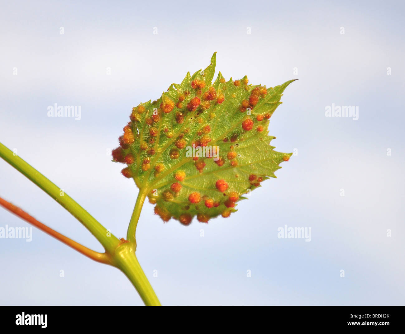 Gallapfel der Reblaus (Viteus Vitifoliae) auf Weinblatt Stockfoto