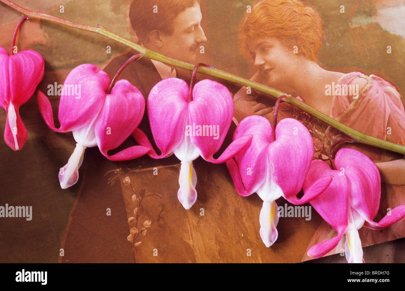 Zweig rosa herzförmigen Blüten von Dicentra goldenes Herz liegend über getönte alte Postkarte von romantisch zu zweit Stockfoto