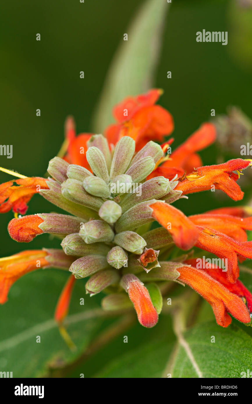 Orange Trompete geformte Blüten der Orange Trompete Weinstock (Pyrostegia venusta) im frühen Herbst in Sussex, UK Stockfoto