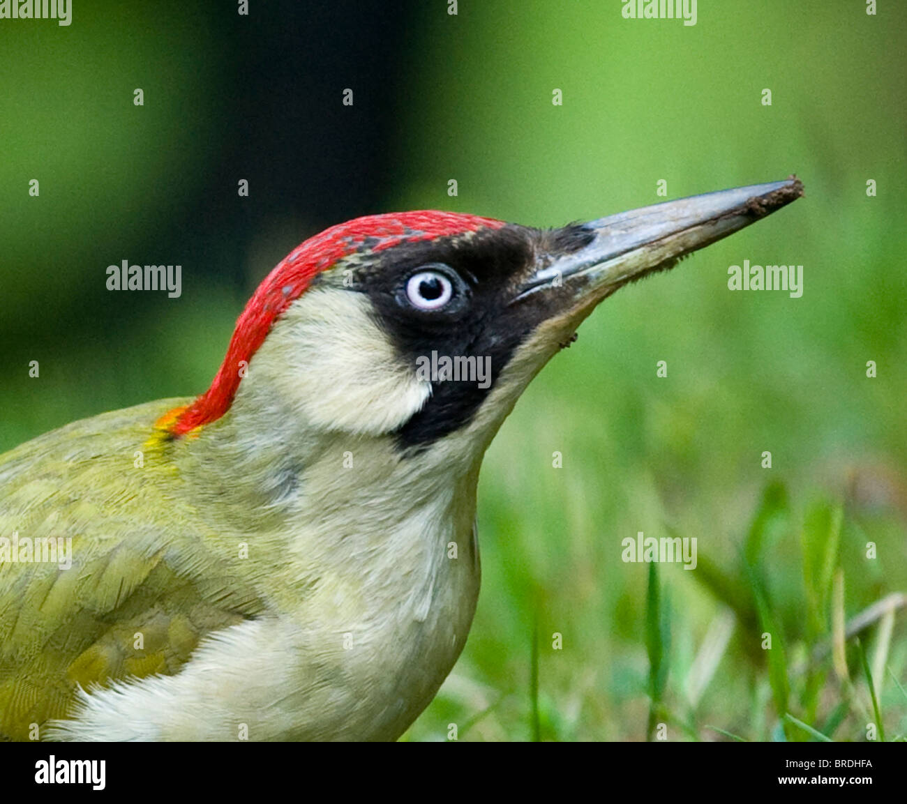 Grünspecht auf der Nahrungssuche auf dem Boden Stockfoto