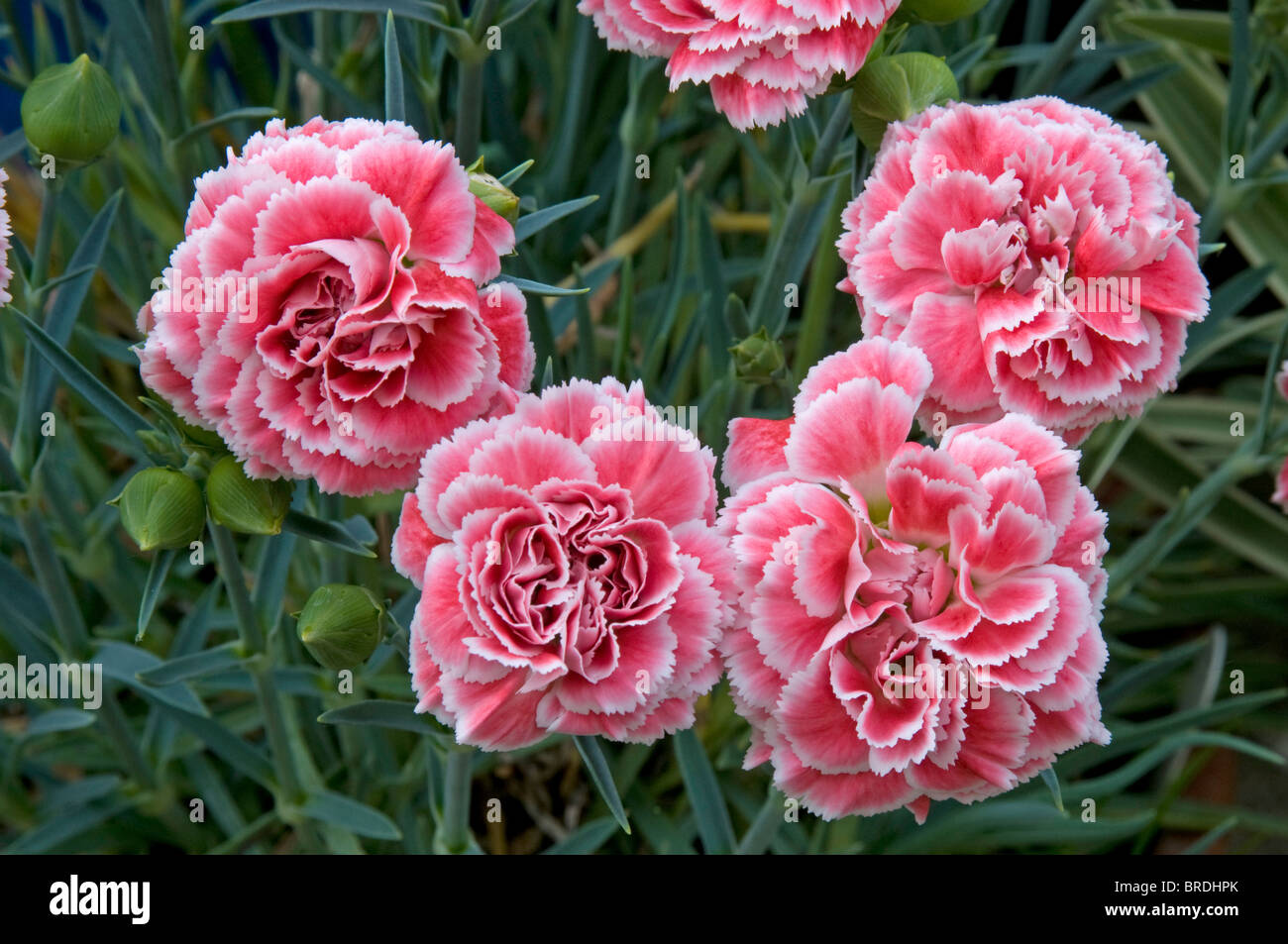 Rosa und weißen Blüten von Dianthus "Korallenriff" Stockfoto