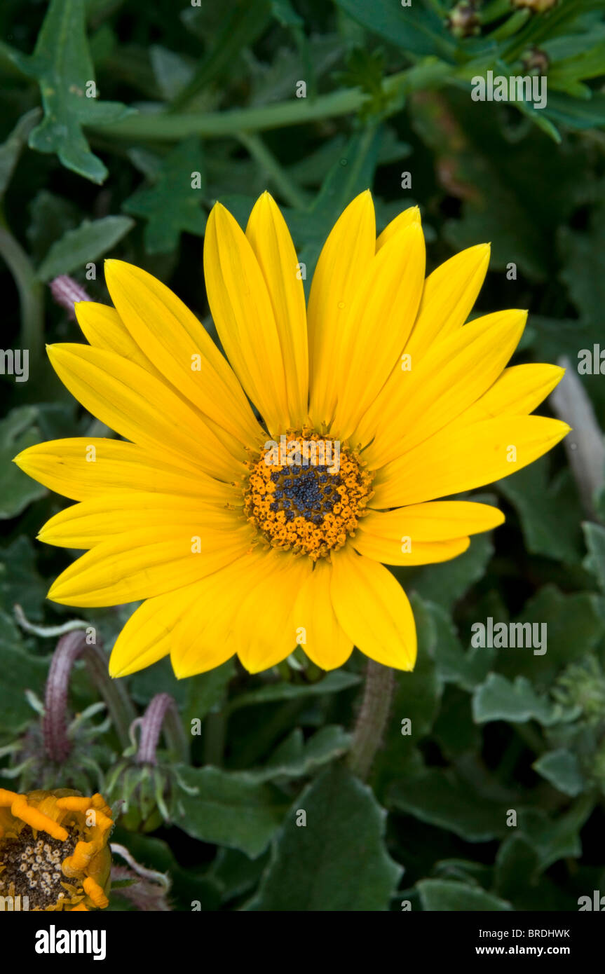 Einzelne goldene gelbe Blume der Arctotis 'Hallo', ein Sommer Beetpflanze Stockfoto