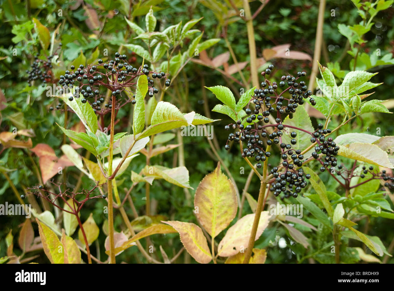 Im Herbst Früchte und Beeren in der Hecke Stockfoto