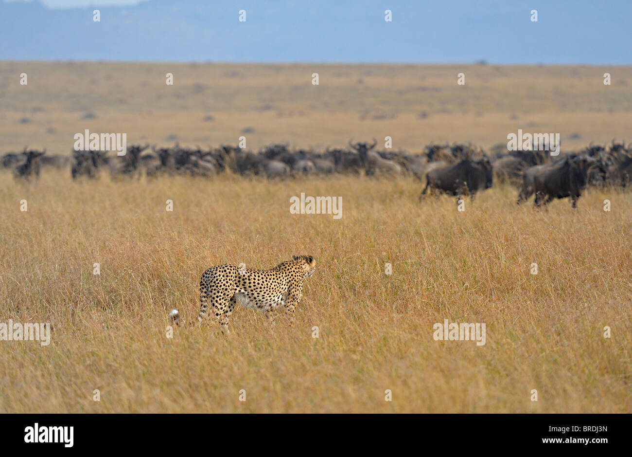 Gepard stalking eine Herde Gnus im Grasland der Masai Mara in Kenia, Afrika Stockfoto