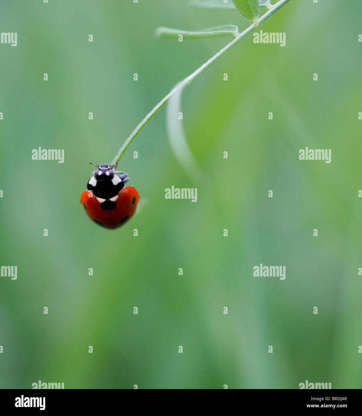 Ein hängender Marienkäfer erobert einen regnerischen Tag. Stockfoto